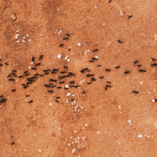 How to Get Rid of Tiny Ants in Your House: Effective Strategies for a Pest-Free Home