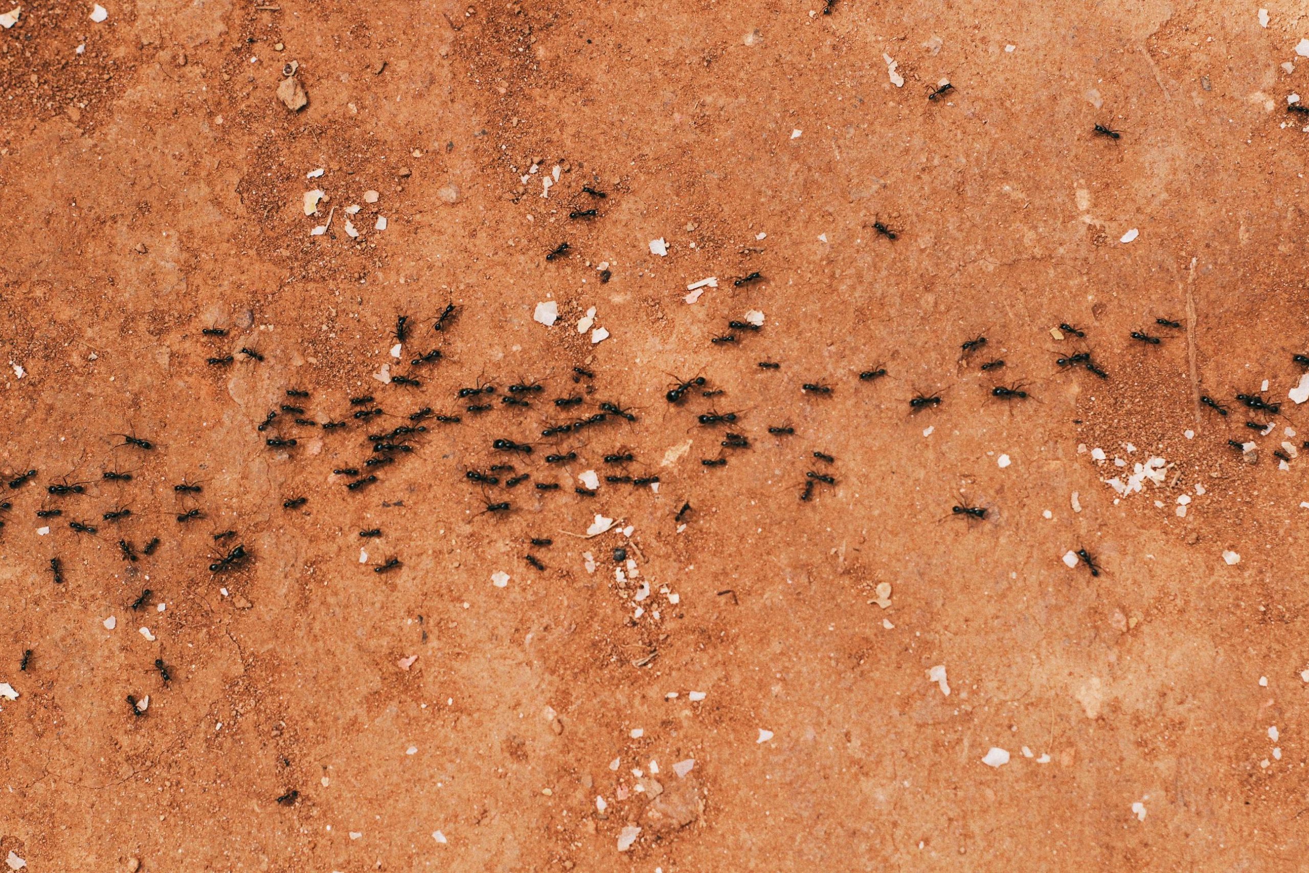 How to Get Rid of Tiny Ants in Your House: Effective Strategies for a Pest-Free Home